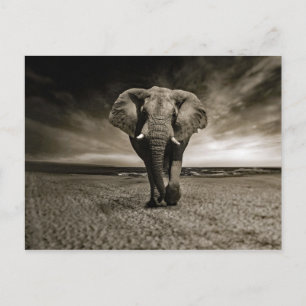 Wildlife Bull Elephant Photo Postcard