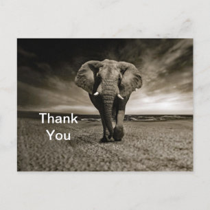 Wildlife Bull Elephant Photo Thank You Postcard