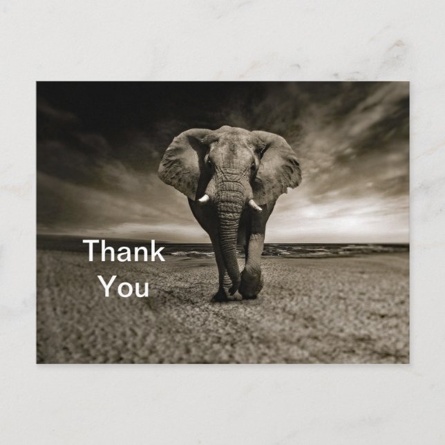Wildlife Bull Elephant Photo Thank You Postcard (Front)