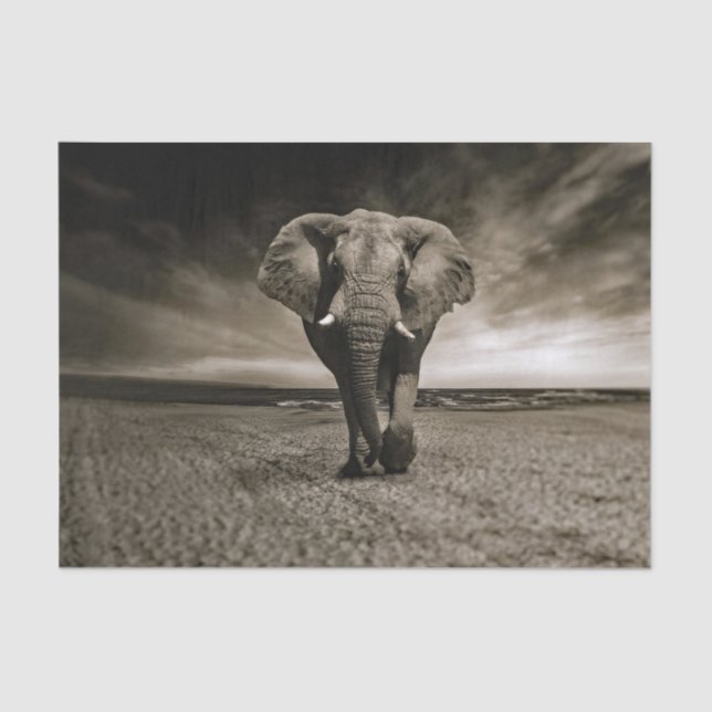 Wildlife Bull Elephant Photo Tissue Paper (Front)