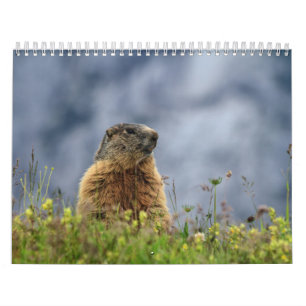 Wildlife Calendar