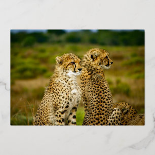 Wildlife Cheetah Pair Birthday Gold