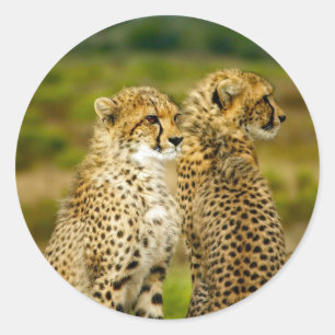 Wildlife Cheetah Photo Classic Round Sticker