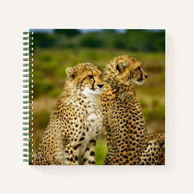 Wildlife Cheetah Photo Notebook (Front)