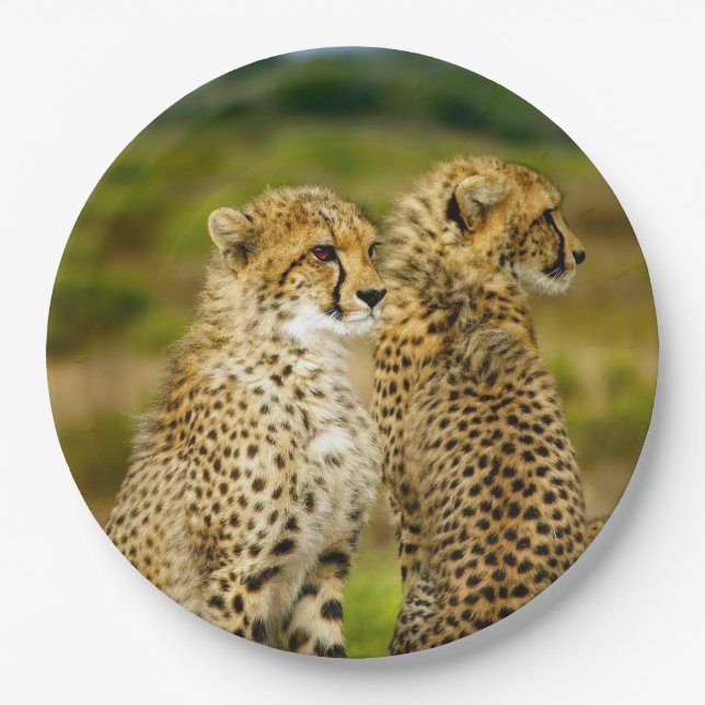 Wildlife Cheetah Photo Paper Plate (Front)