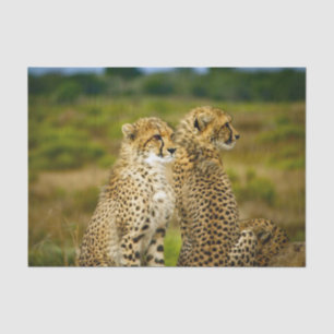 Wildlife Cheetah Photo Tissue Paper