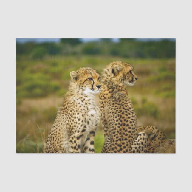 Wildlife Cheetah Photo Tissue Paper (Front)