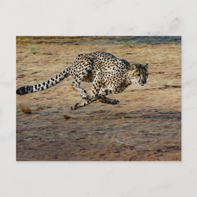 Wildlife Cheetah Running Photo Postcard (Front)
