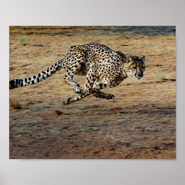 Wildlife Cheetah Running Photo Poster (Front)
