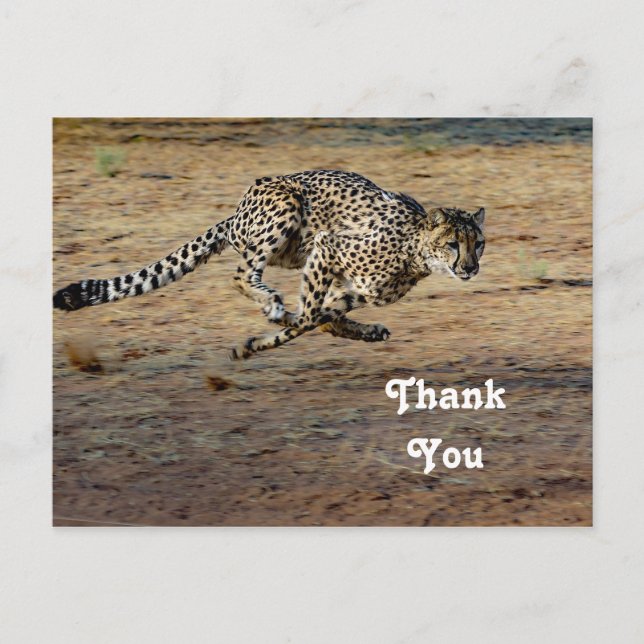 Wildlife Cheetah Running Photo Thank You Postcard (Front)