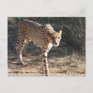 Wildlife Cheetah Walking Postcard