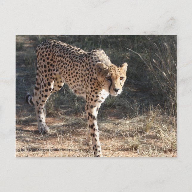Wildlife Cheetah Walking Postcard (Front)