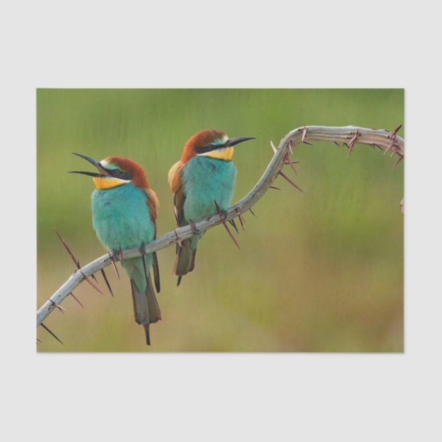 Wildlife Colourful Bee Eater Photo Tissue Paper (Front)