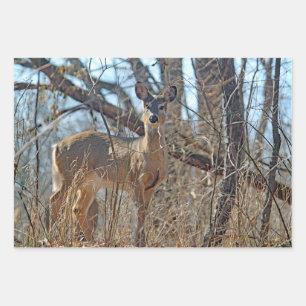 Wildlife Deer Woods Photo Wrapping Paper Sheet