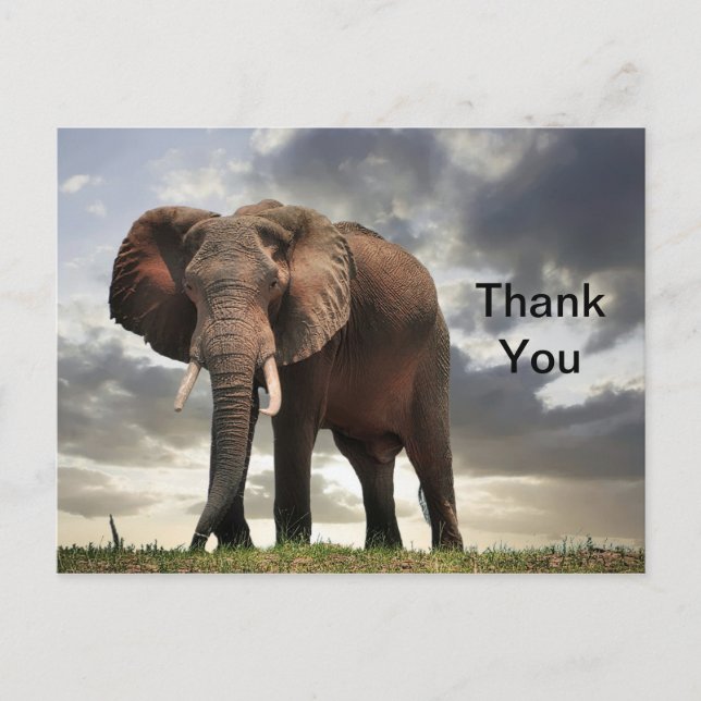 Wildlife Elephant Photo Thank You Postcard (Front)