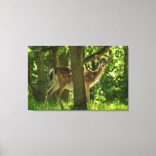 Wildlife Fallow Deer in Forest Among Trees Canvas Print
