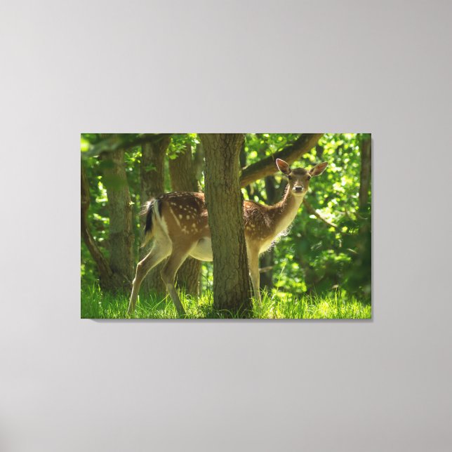 Wildlife Fallow Deer in Forest Among Trees Canvas Print (Front)