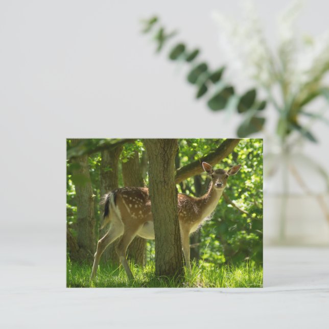 Wildlife Fallow Deer in Forest Among Trees  Postcard (Standing Front)