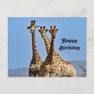 Wildlife Giraffe Herd Photo Birthday Postcard