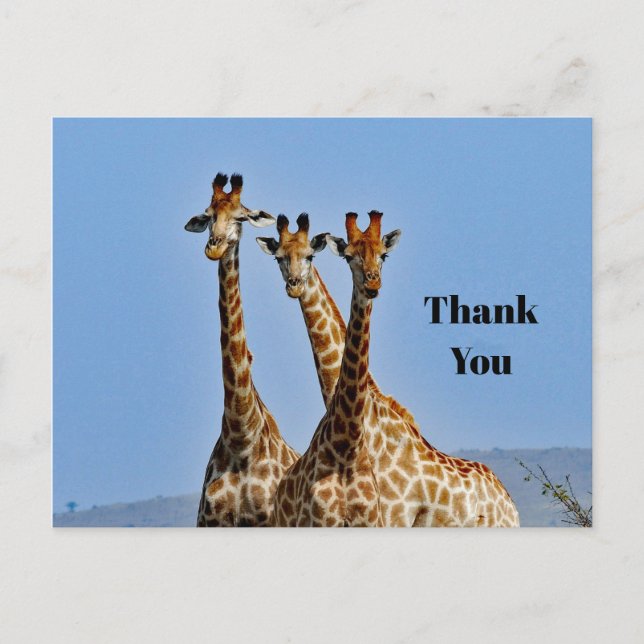 Wildlife Giraffe Herd Photo Thank You Postcard (Front)