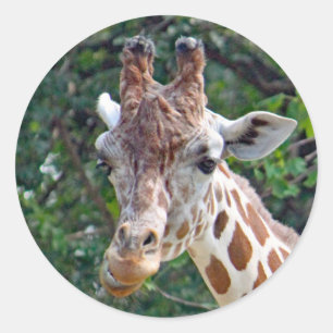 Wildlife Giraffe Photo Classic Round Sticker