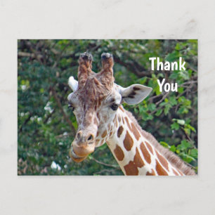 Wildlife Giraffe Photo Thank You Postcard