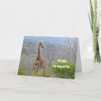 Wildlife Giraffe Savannah Photo Sympathy