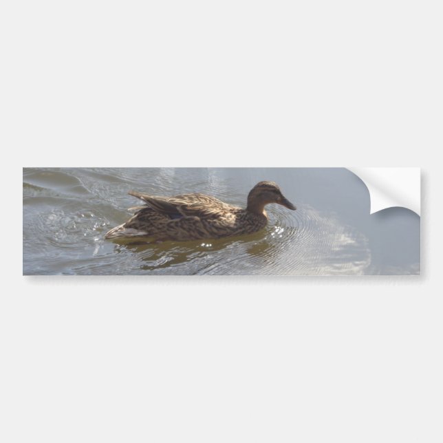 Wildlife Goose swimming in Lake, Nature, Bird Bumper Sticker (Front)