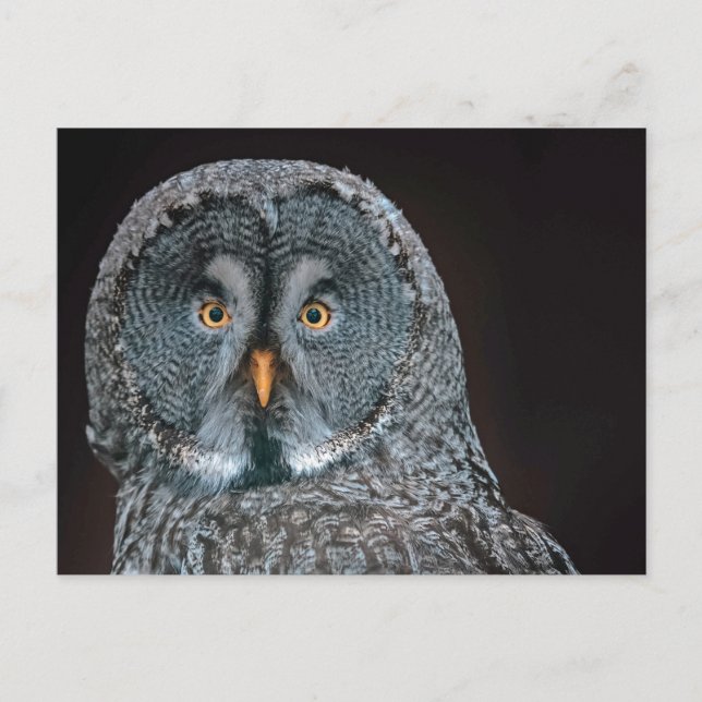 Wildlife Great Gray Owl Photo Postcard (Front)