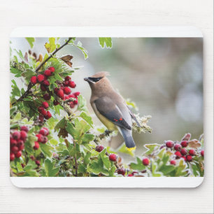 Wildlife Greeting Cards - Cedar Waxwing Mouse Mat