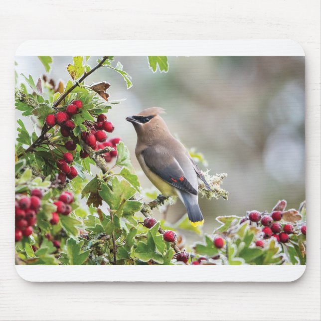 Wildlife Greeting Cards - Cedar Waxwing Mouse Mat (Front)