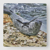 Wildlife Harbour Seal Tail Talking Sun Bather