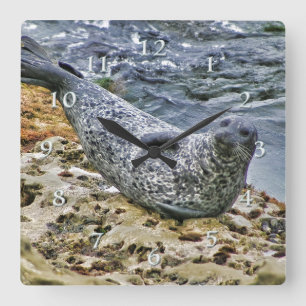 Wildlife Harbour Seal Tail Talking Sun Bather Square Wall Clock