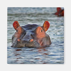 Wildlife Hippo Water Photo Magnet
