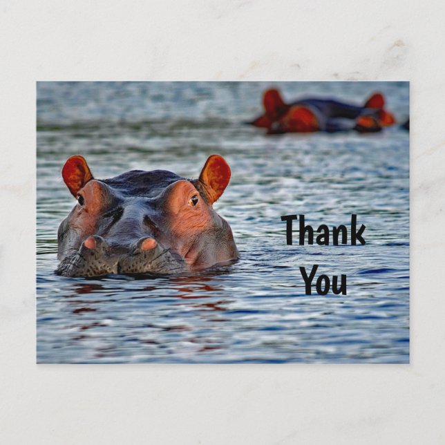 Wildlife Hippo Water Photo Thank You Postcard (Front)
