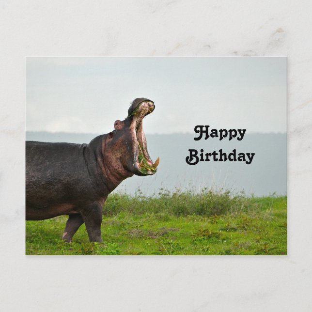 Wildlife Hippopotamus Photo Birthday Postcard (Front)