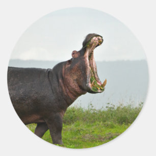 Wildlife Hippopotamus Photo Classic Round Sticker