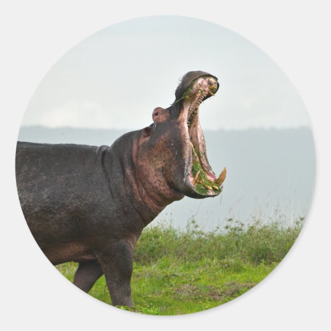 Wildlife Hippopotamus Photo Classic Round Sticker (Front)