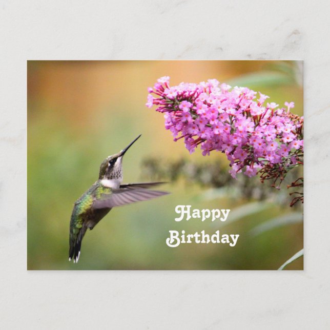 Wildlife Hummingbird Floral Photo Birthday Postcard (Front)
