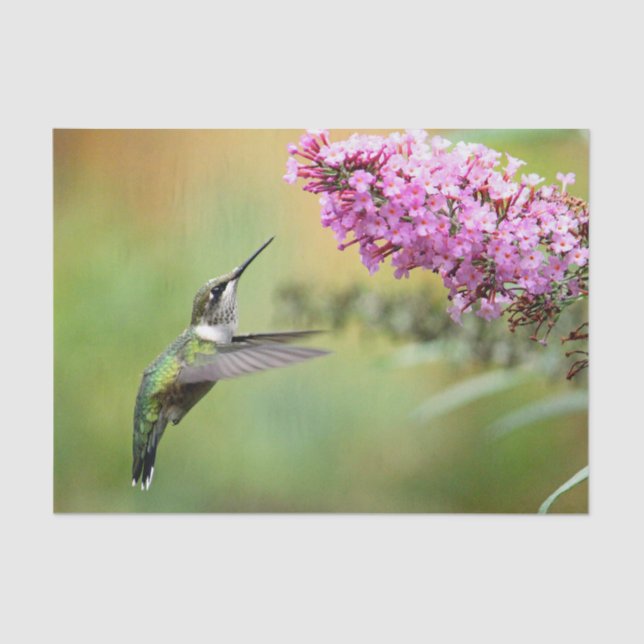 Wildlife Hummingbird Floral Photo Tissue Paper (Front)