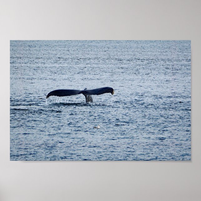 Wildlife Humpback Whale Tail Photo Poster (Front)