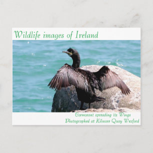 Wildlife images for postcard