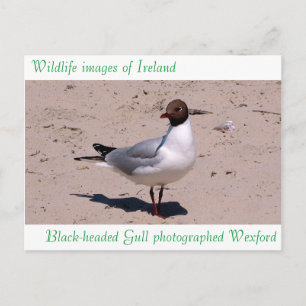 Wildlife images for postcard