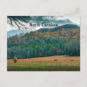 Wildlife in Autumn North Carolina Postcard
