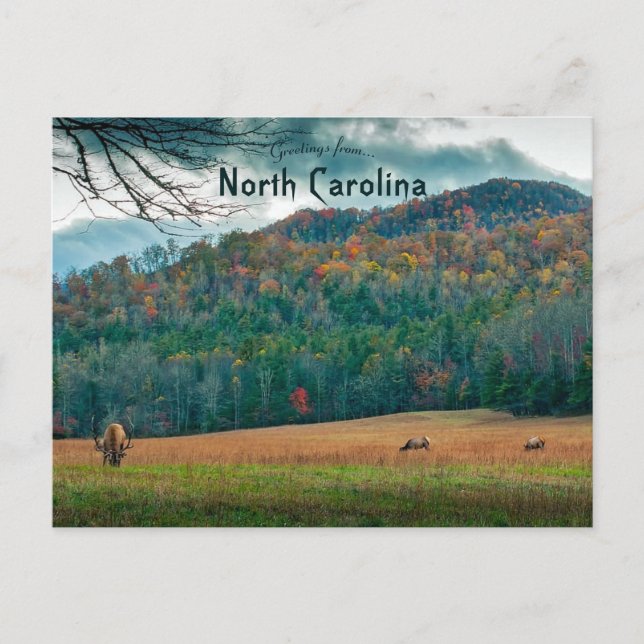 Wildlife in Autumn North Carolina Postcard (Front)