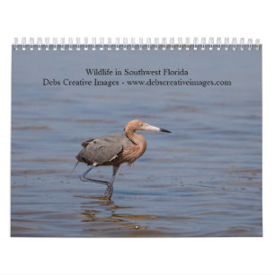 Wildlife in Southwest Florida 2025 Calendar