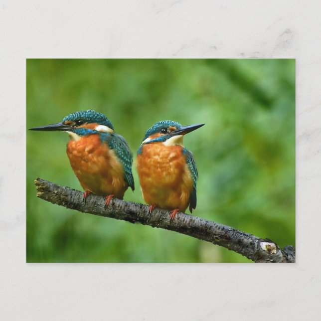 Wildlife Kingfisher Photo Postcard (Front)