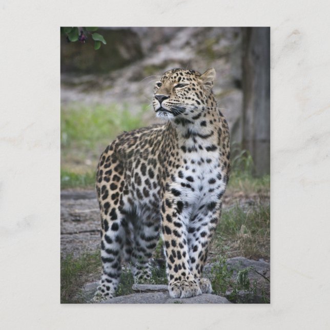 Wildlife Leopard Staring Far Away Postcard (Front)
