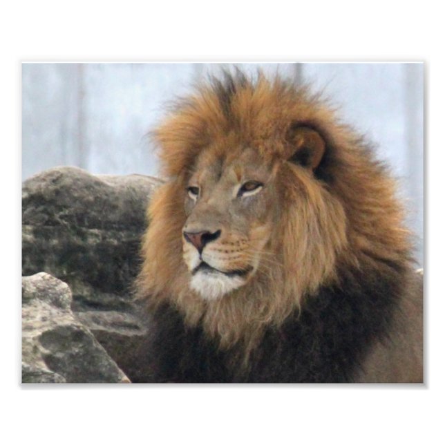 Wildlife Lion Photo Print (Front)