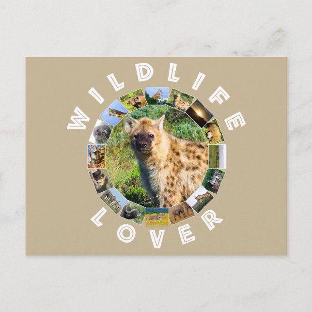 Wildlife Lover Spotted Hyena Postcard (Front)